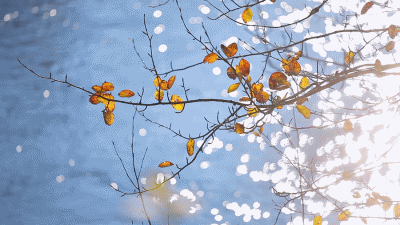 1585651129523090164.gif 1.gif